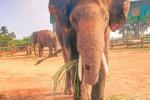 Andhra Pradesh to deploy two trained Kumki elephants in Parvathipuram Manyam.